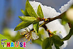 Kirschblüte mit Schnee, pixabay.com
